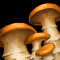 Fungal Growth