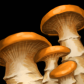 Mushrooms