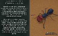 Camponotus saundersi