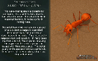 Slave-maker ant