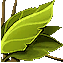 Herbs.png