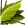 Herbs.png